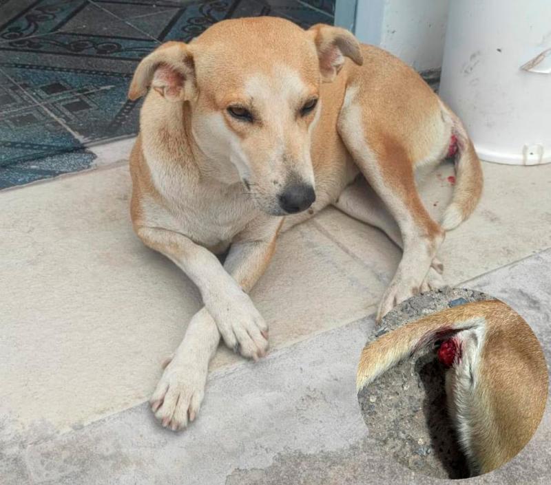 Cachorra é estuprada e ong denuncia crime de zoofilia em Barra da Estiva