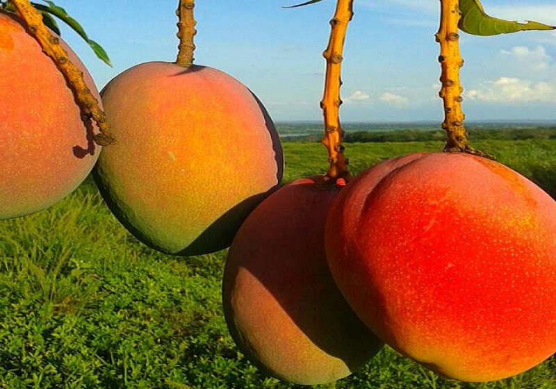 Agroindústria de fruticultura orgânica poderá gerar mais de 2 mil empregos na região da  Chapada 